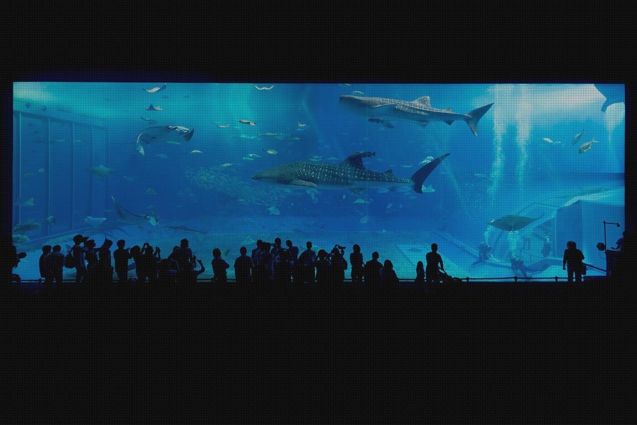 Review de acuario termómetro apagado