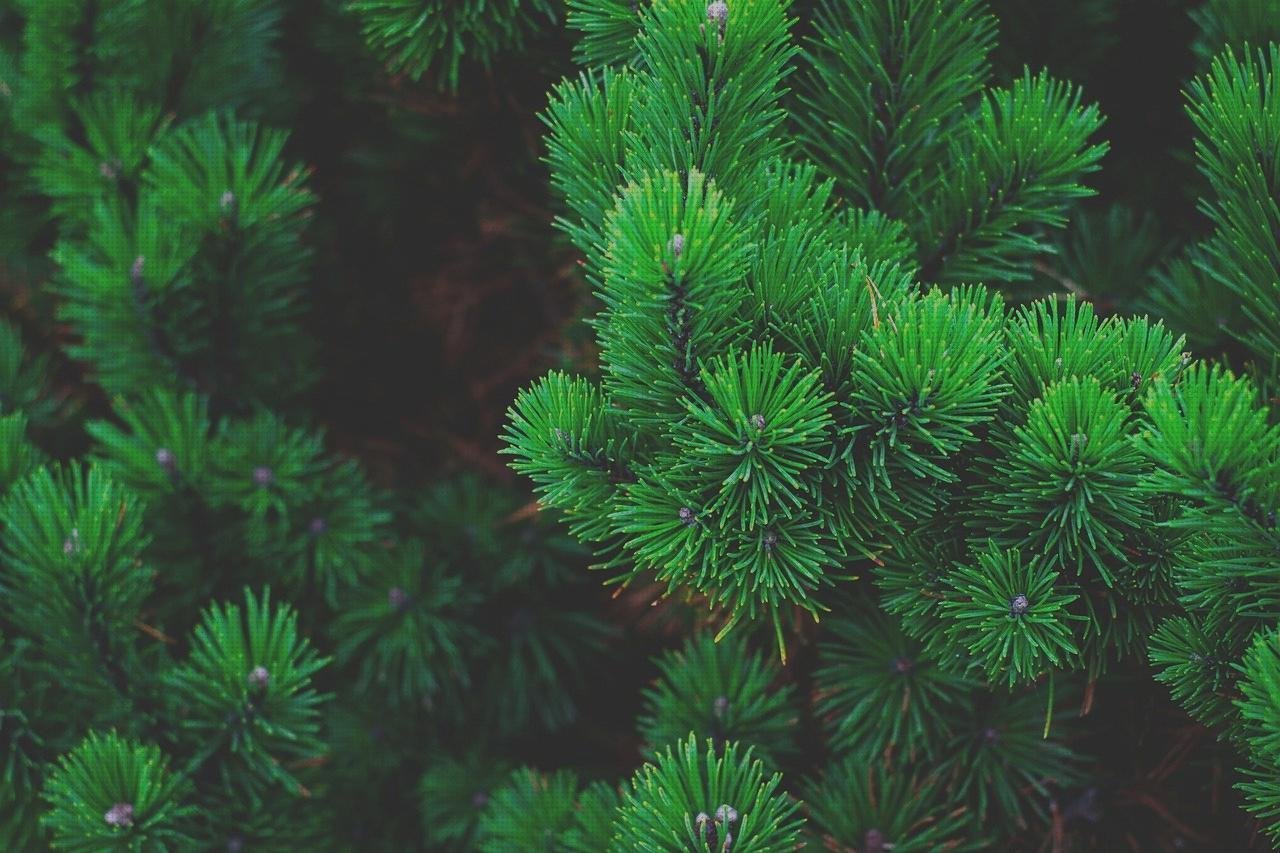 ¿Dónde poder comprar aguja fonendoscopio?