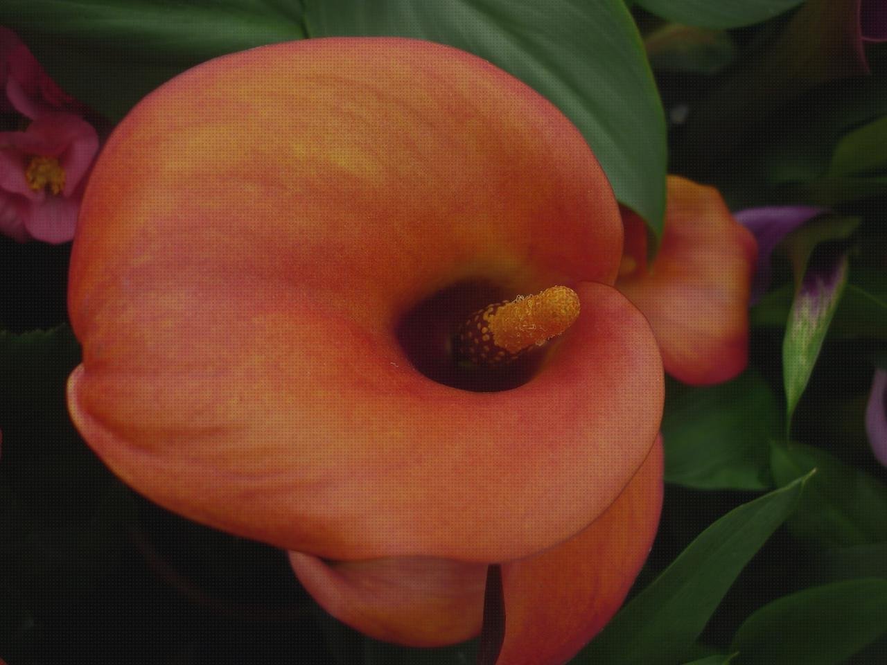 ¿Dónde poder comprar Mas comissao brisanet vendas Mas vendas cinta adesiva Mas vendas perros pata amanda castelo vendas?