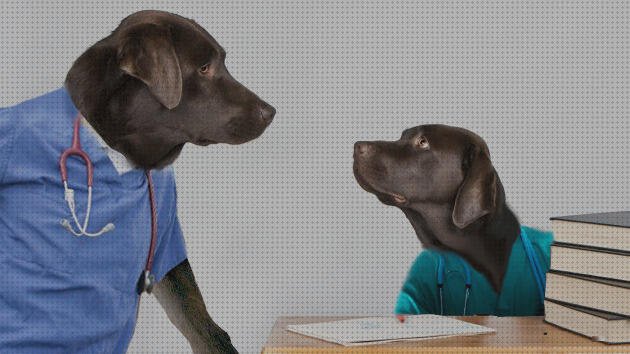 Los 18 Mejores animales médicos