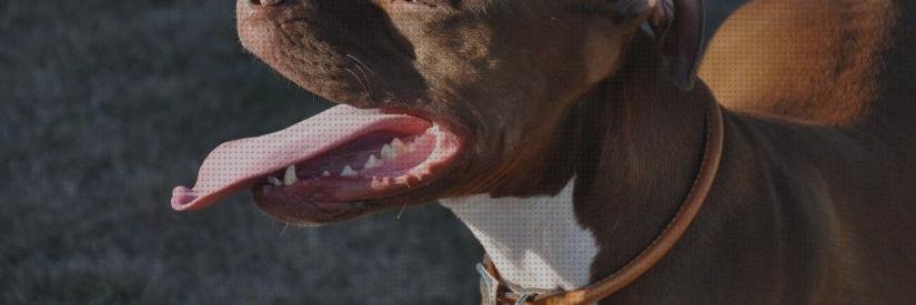 Las mejores marcas de animales