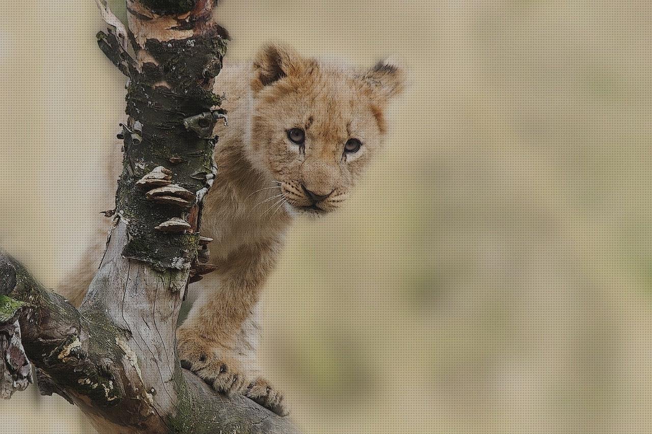 ¿Dónde poder comprar Mas comissao brisanet vendas Mas vendas cinta adesiva Mas vendas perros pata beast gear vendas?