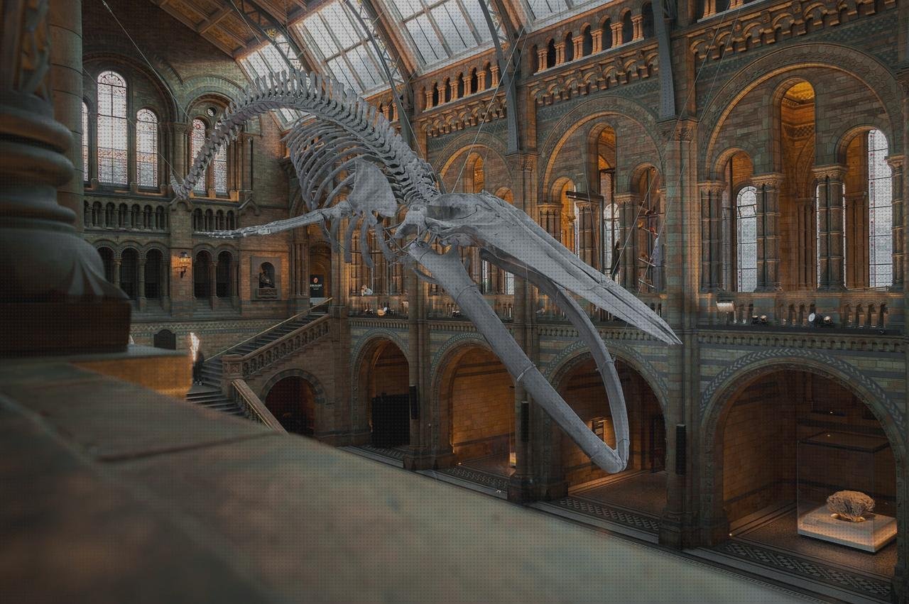 Las mejores marcas de tijera quirurgica dental british museum tijeras quirurgicas