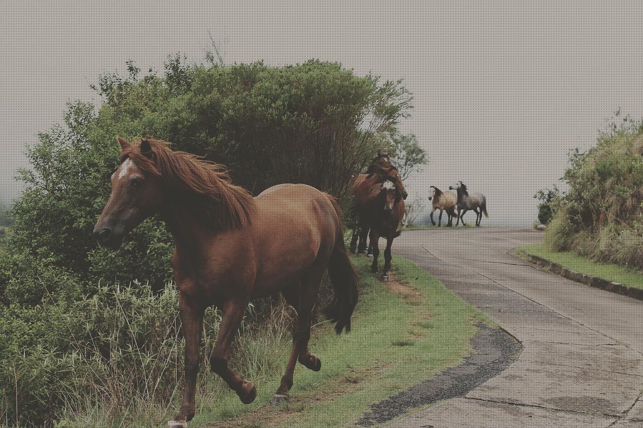 Las mejores caballo vendas vendas caballo castaño vendas turquesas