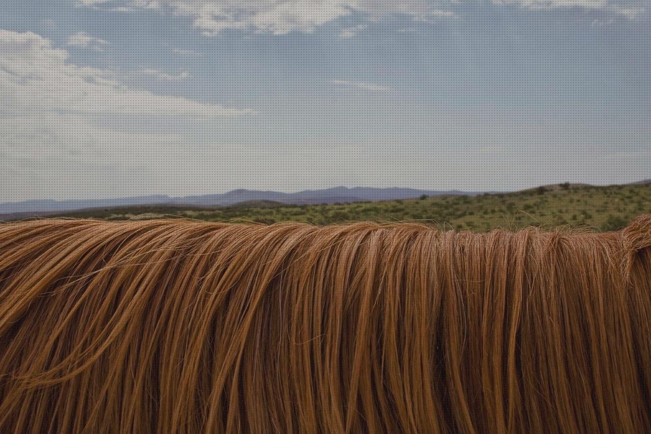 Review de caballo castaño vendas turquesas
