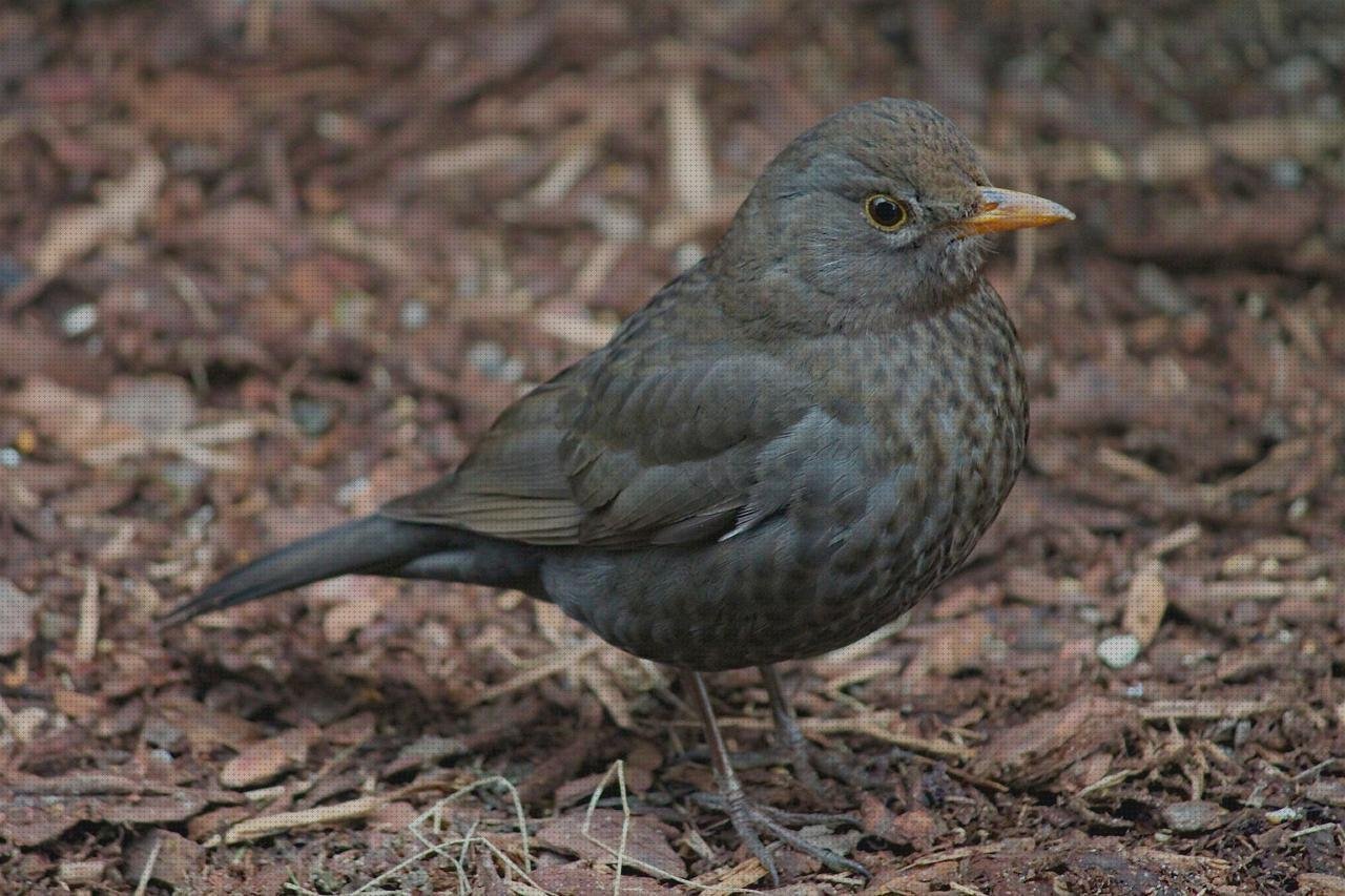 ¿Dónde poder comprar candidiasis candidiasis oftalmoscopio?