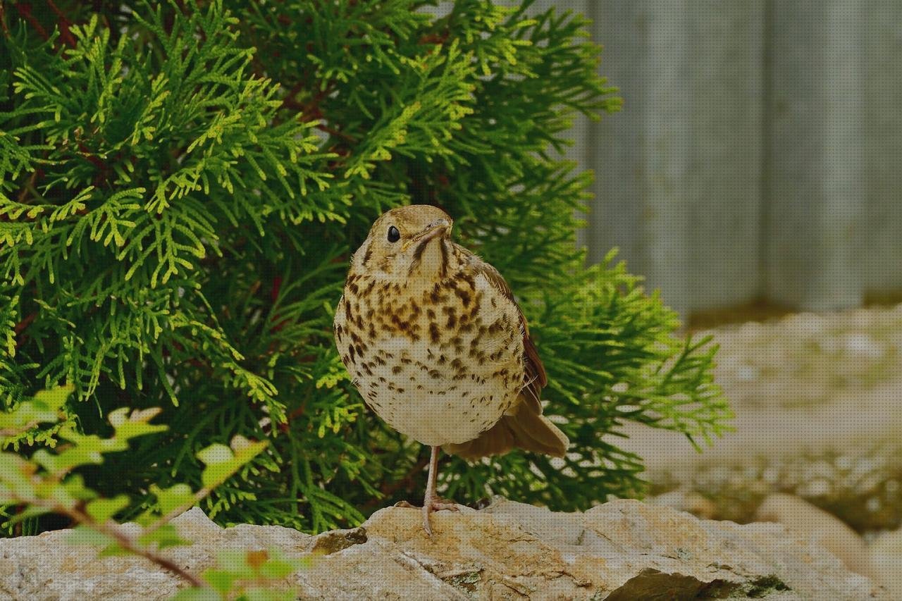 Las mejores marcas de candidiasis candidiasis oftalmoscopio