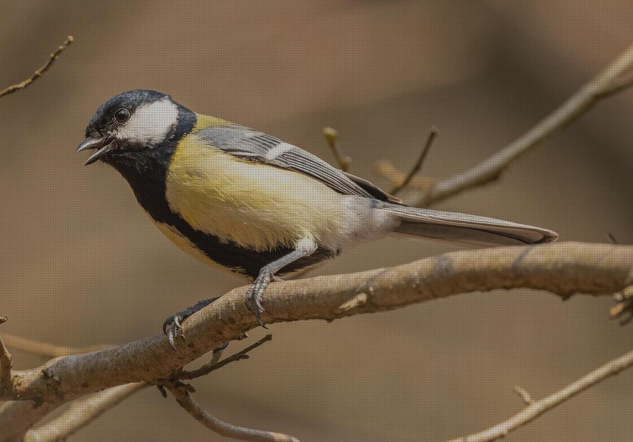 Las mejores candidiasis candidiasis oftalmoscopio