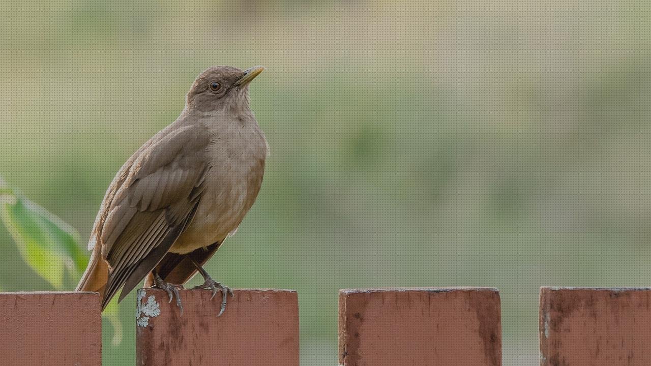 Review de candidiasis oftalmoscopio