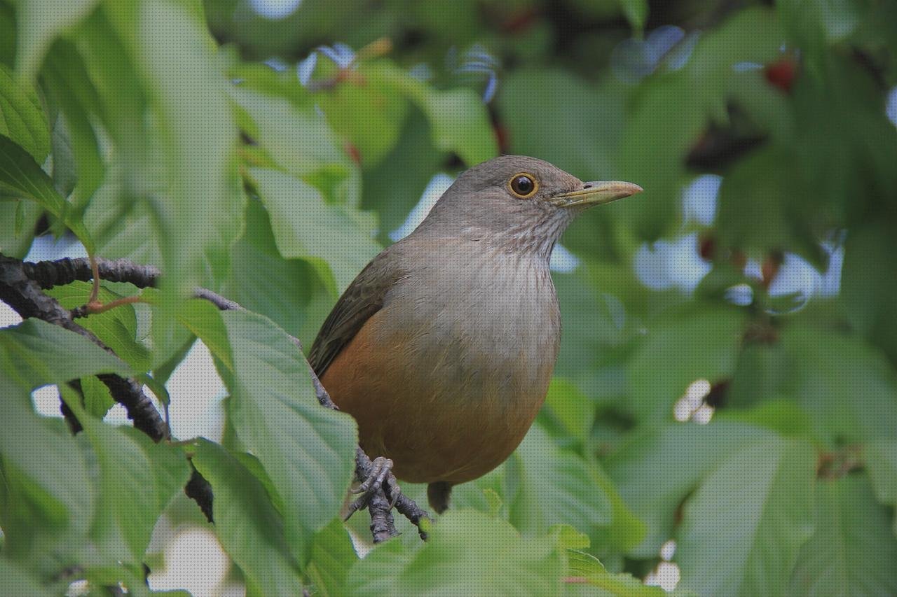 TOP 12 candidiasis oftalmoscopio bajo análisis