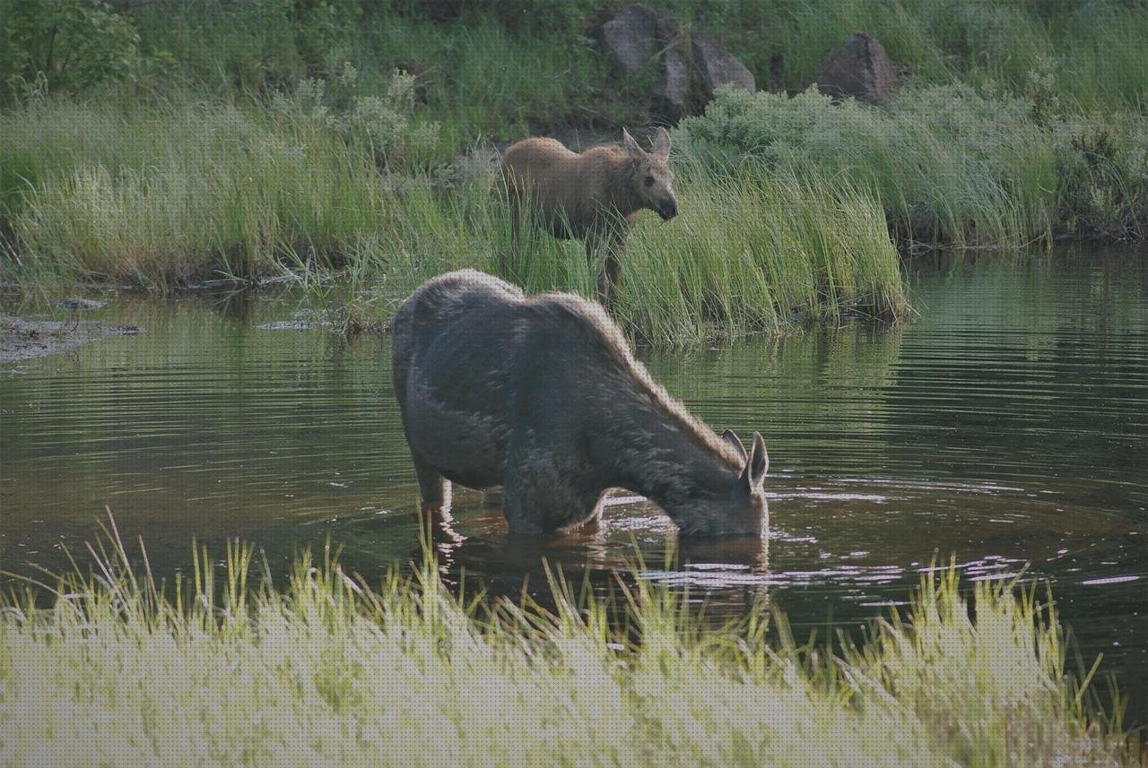 Mejores 8 cannot laringoscopios