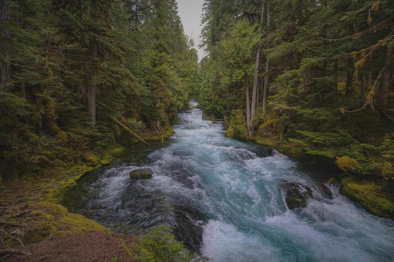 Las mejores Mas vendas perros pata Mas vendas postoperatorias Mas vendas postoperatorias central de vendas