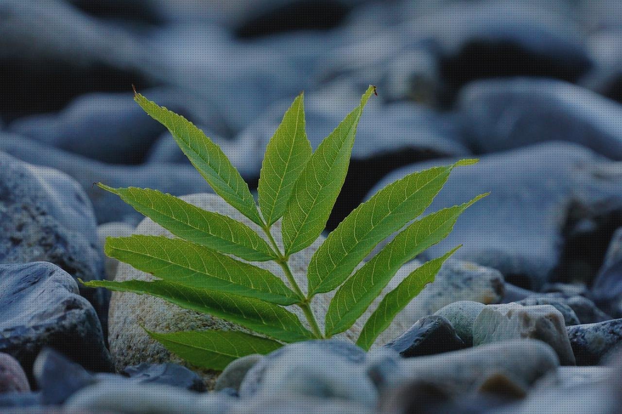 Las mejores marcas de compensador compensador de alejamiento ecografo