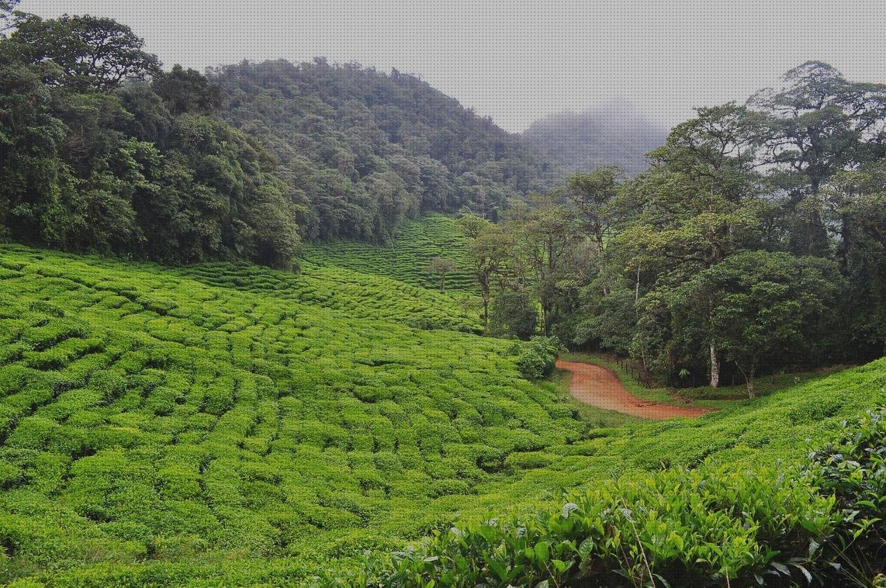 Análisis de los 22 mejores accesorios para dap vendas frias en internet