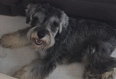 ¿Dónde poder comprar Mas explicación eco doppler medicina Mas eco doppler transtoracico ecografía doppler eco doppler avanzado en perros?