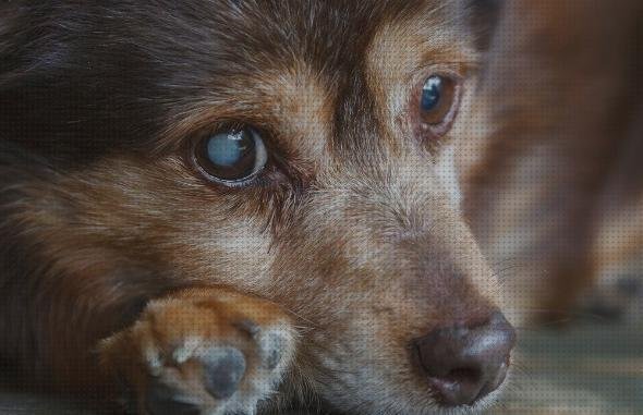 Las mejores marcas de Mas explicación eco doppler medicina Mas eco doppler transtoracico ecografía doppler eco doppler avanzado en perros