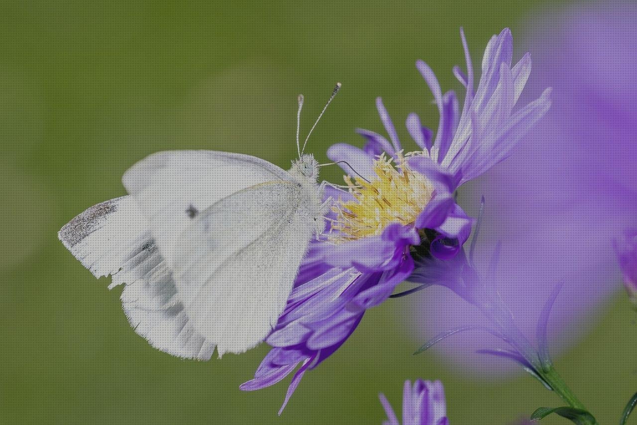 Opiniones de teute eco teute dopples