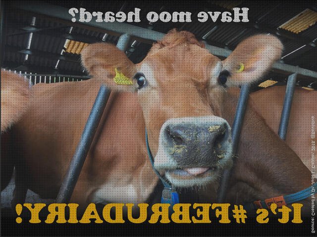 Review de ecografía 28 días baca lechera