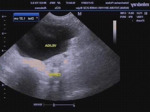 Review de ecografía abdominal piometra perra
