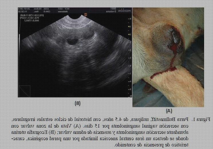 Opiniones de piometra ecografía abdominal piometra perra