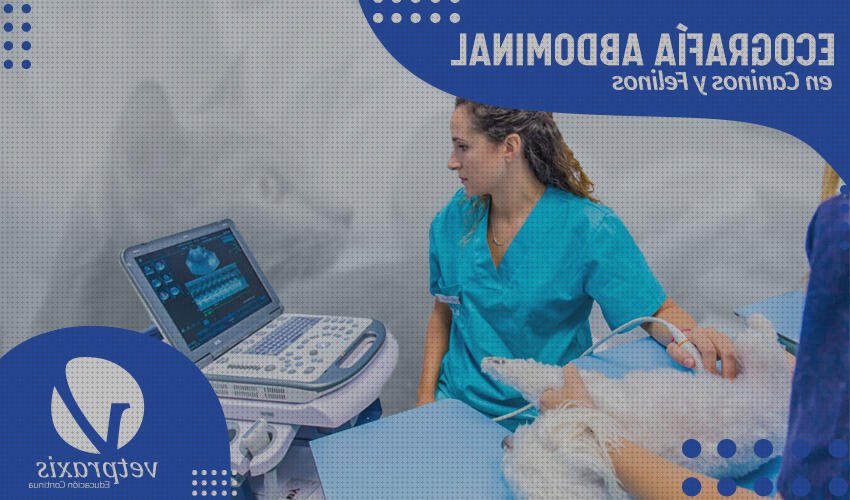 ¿Dónde poder comprar ecografía abdominal ecografías ecografía abdominal portátil?