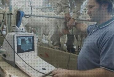 Las mejores bovina ecografía bovina veterinario