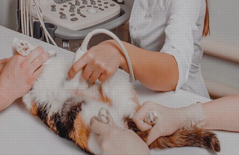 ¿Dónde poder comprar Mas ecografía coneja ecografías ecografía felina?