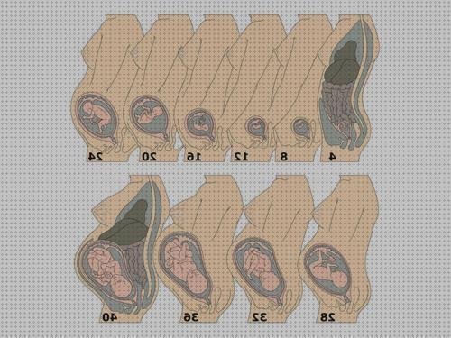 Opiniones de ecografía once semanas ecografía morfológica 20 semanas