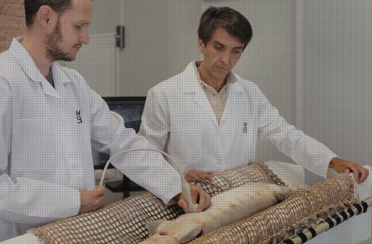 Las mejores Mas ecografía segundo trimestre embarazo Mas ecografía cabeza grande Mas ecografía coneja ecografías por la tarde en palma