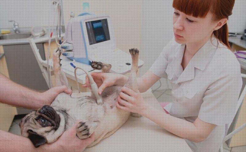 ¿Dónde poder comprar ecografica ecografica perro precio?