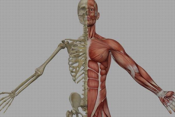 ¿Dónde poder comprar ecografista ecografista musculoesqueletico nivel?