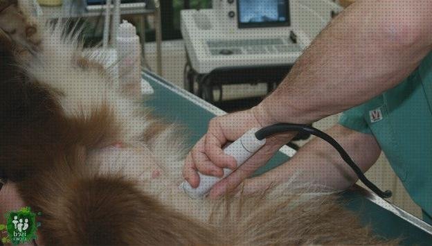 ¿Dónde poder comprar ecografos ecografo a estomacal canina?