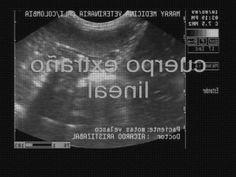 Los mejores 14 Ecografo A Estomacales Caninas