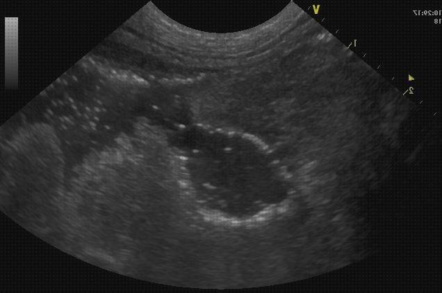 Las mejores ecografos ecografo a estomacal canina