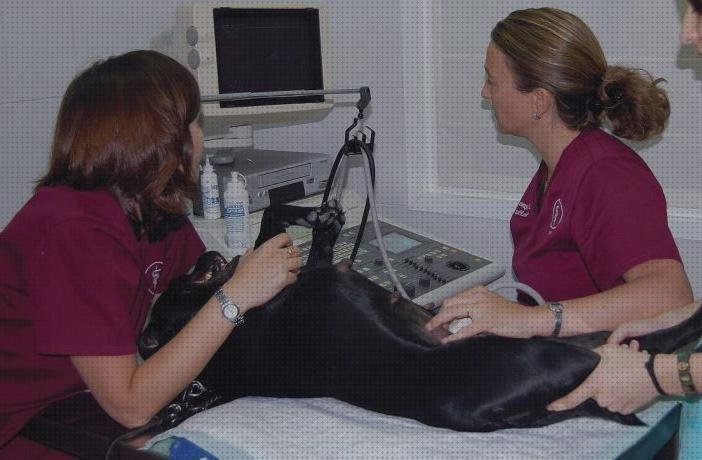 ¿Dónde poder comprar renales ecografos ecografo a renal canina?