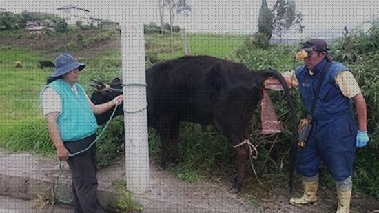 Las mejores movil ecografo para el movil vacas