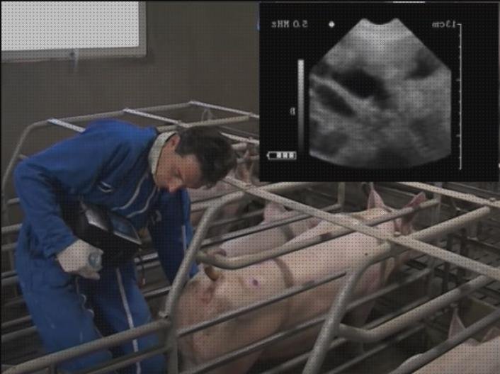 Las mejores marcas de portátiles ecografos ecografo portátil porcino