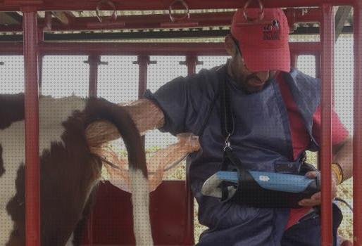 Review de ecografo portátil vacas