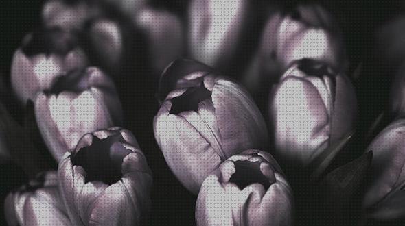 ¿Dónde poder comprar sonda ecografo sonda vaginal abdominal mama?