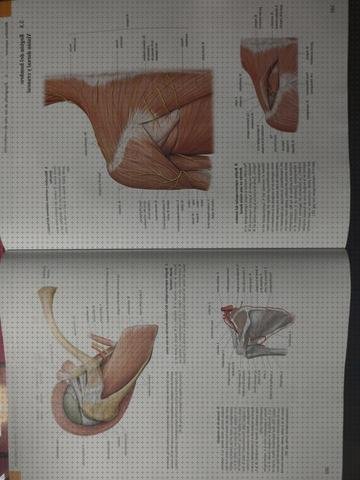Las mejores marcas de anatomia electrocardiografo anatomia de grey