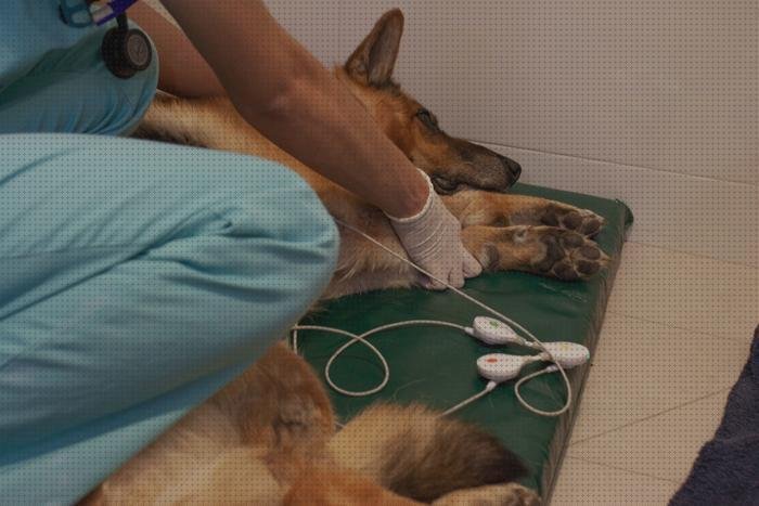 Los 22 Mejores electrocardiografo ekuore