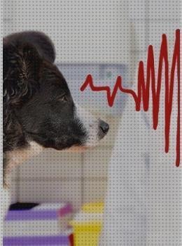 Las mejores marcas de electrocardiografos electrocardiografo perro