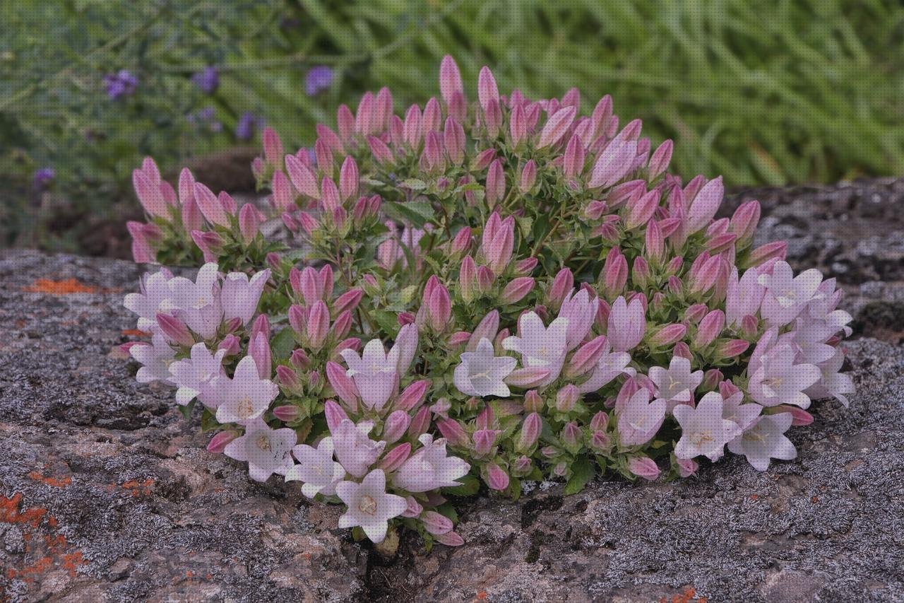 Las mejores capacitivo entorno capacitivo ecografía