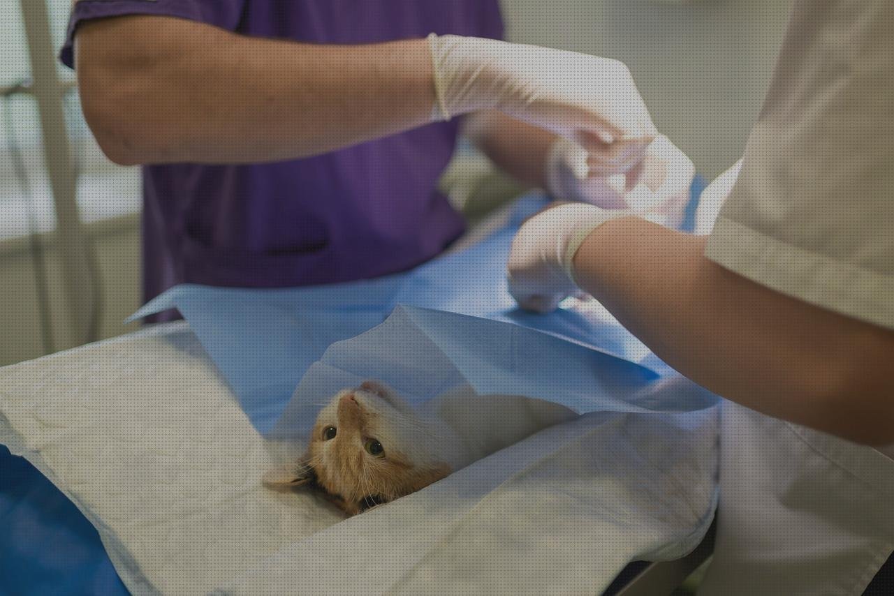 ¿Dónde poder comprar tijera quirurgica dental esterilización tijeras quirurgicas?