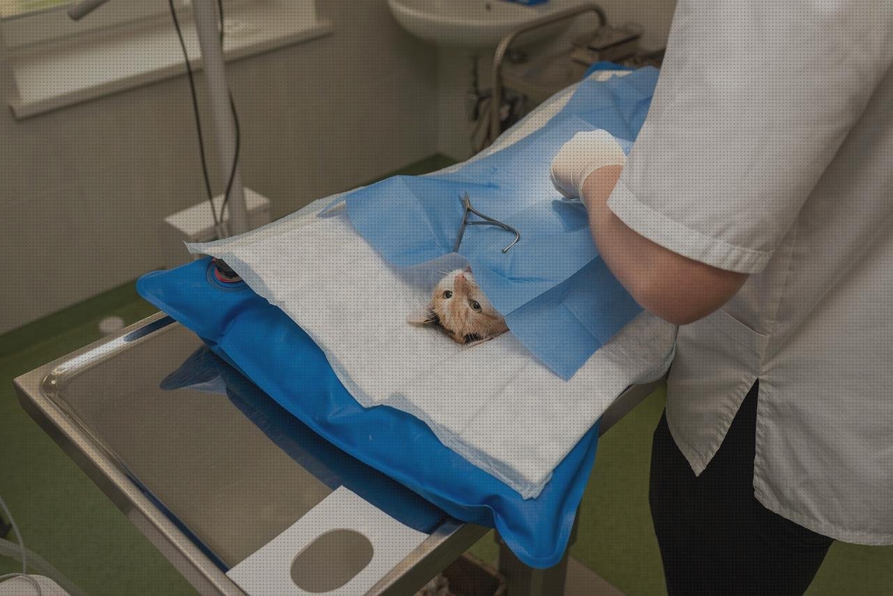 Las mejores tijera quirurgica dental esterilización tijeras quirurgicas