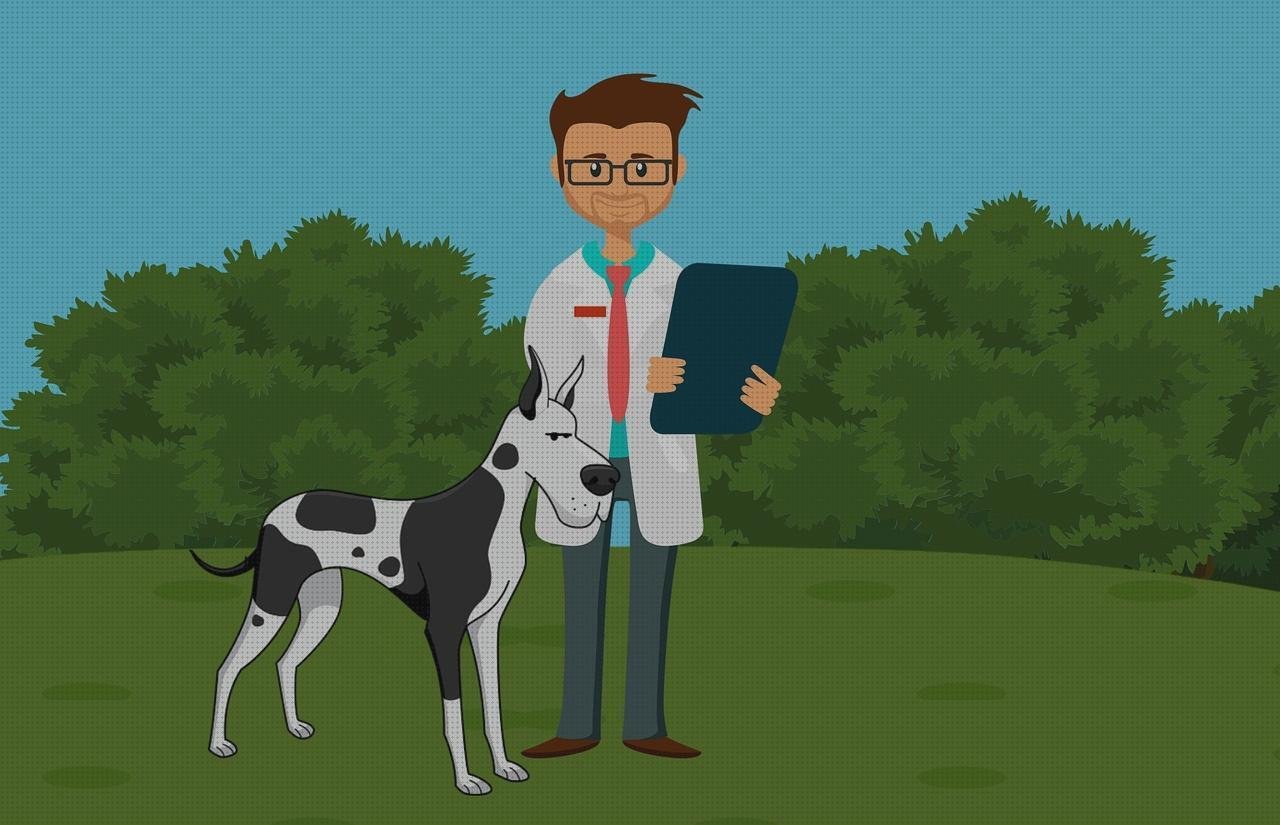 Las mejores marcas de estetoscopio veterinario digital estetoscopios estetoscopio veterinario 3m