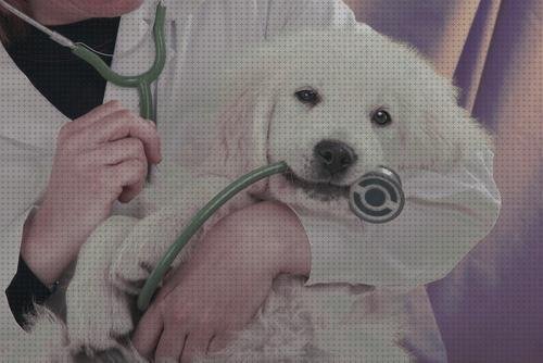 ¿Dónde poder comprar estetoscopios comprar estetoscopio veterinario comprar?