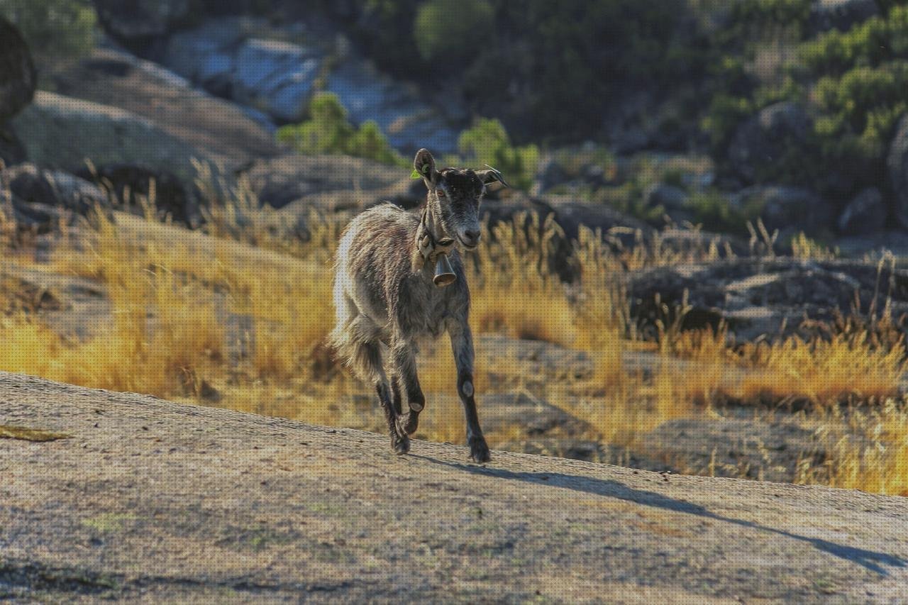 Los 3 Mejores productos para estrela vendas novas