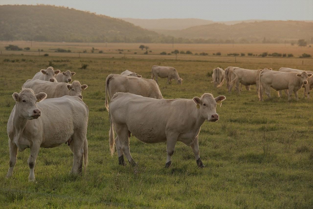 Las mejores apósito farmaban Mas tensiometro digital farmacity Mas tensiometro aesfee farmaban apósito adhesivo