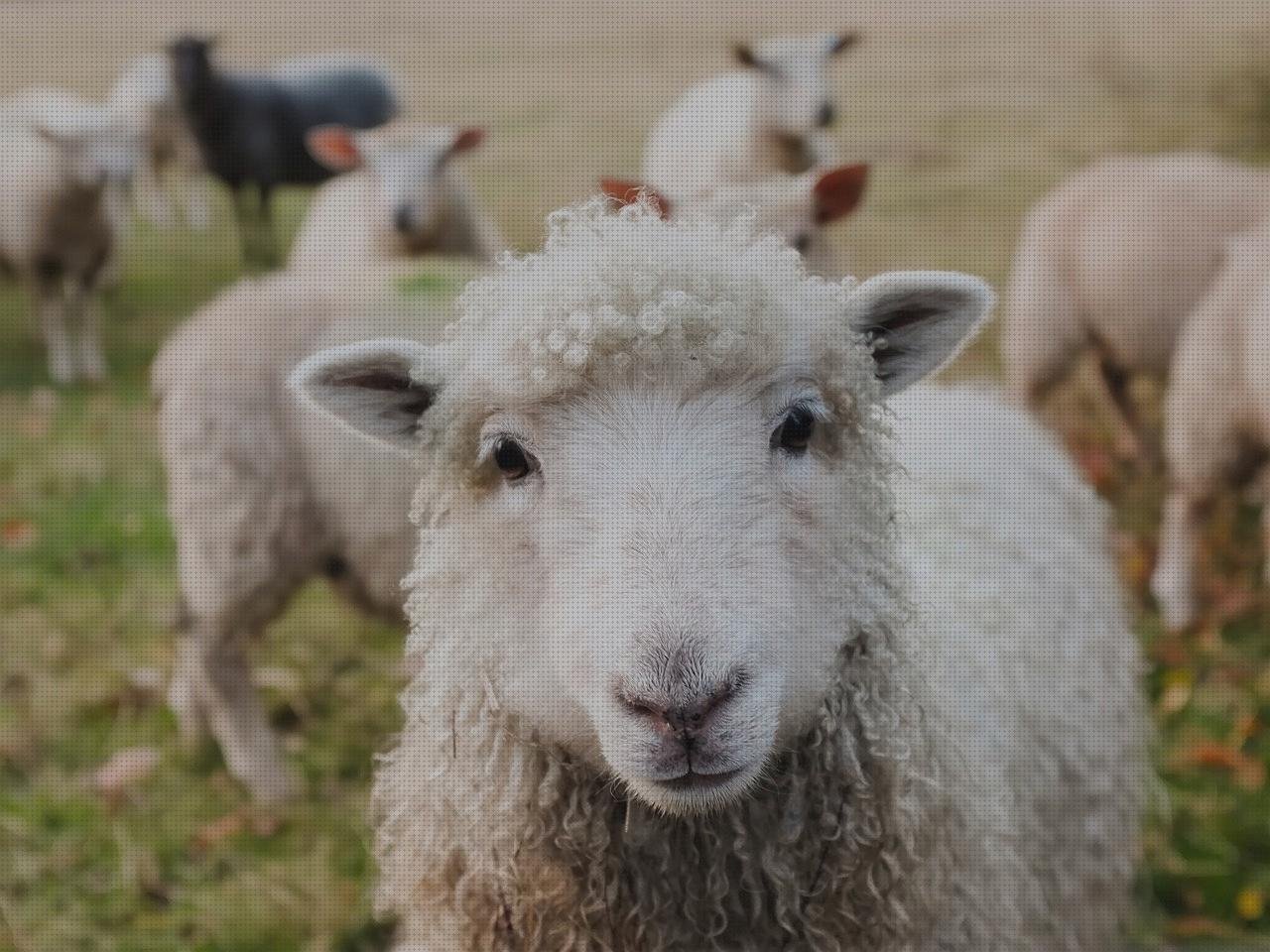 Mejores 25 farmaban apósitos